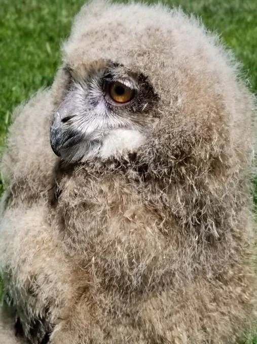 Couple-weeks-old_HawkCreekWildlifeCenter_cropped.jpg