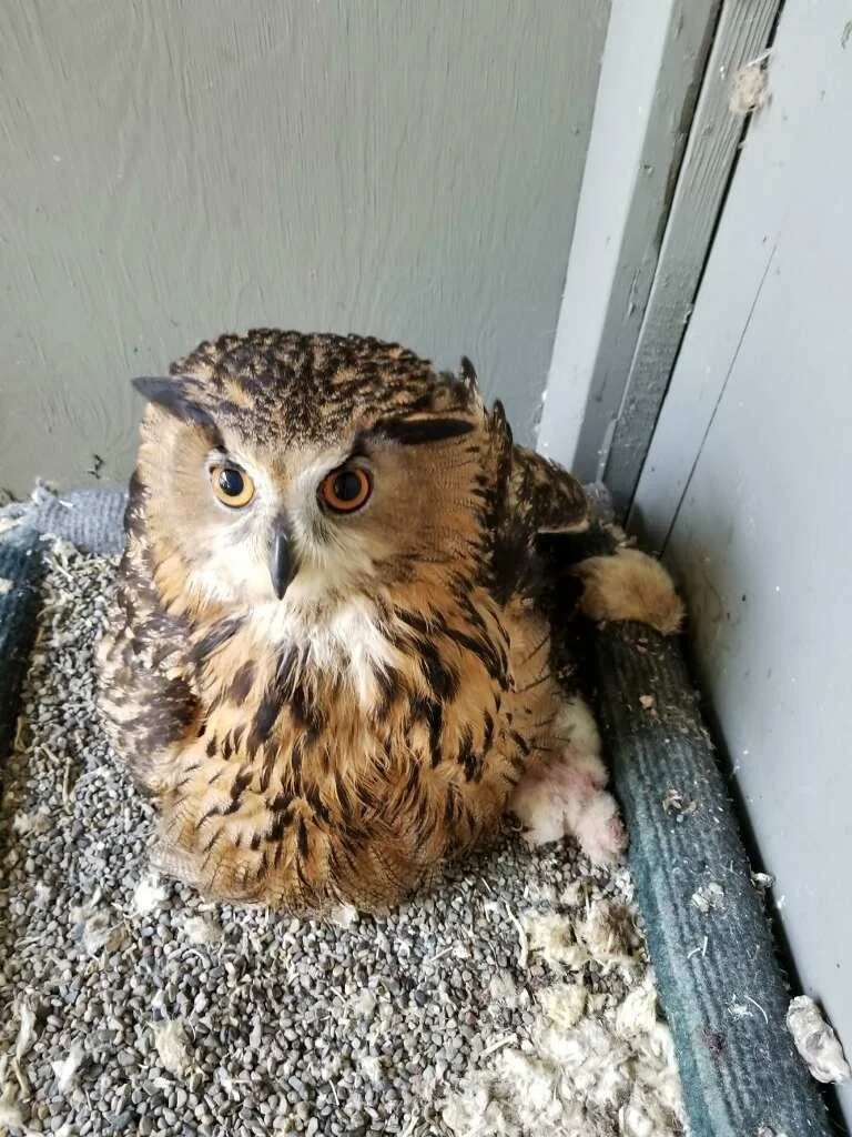 Mother_HawkCreekWildlifeCenter.jpg