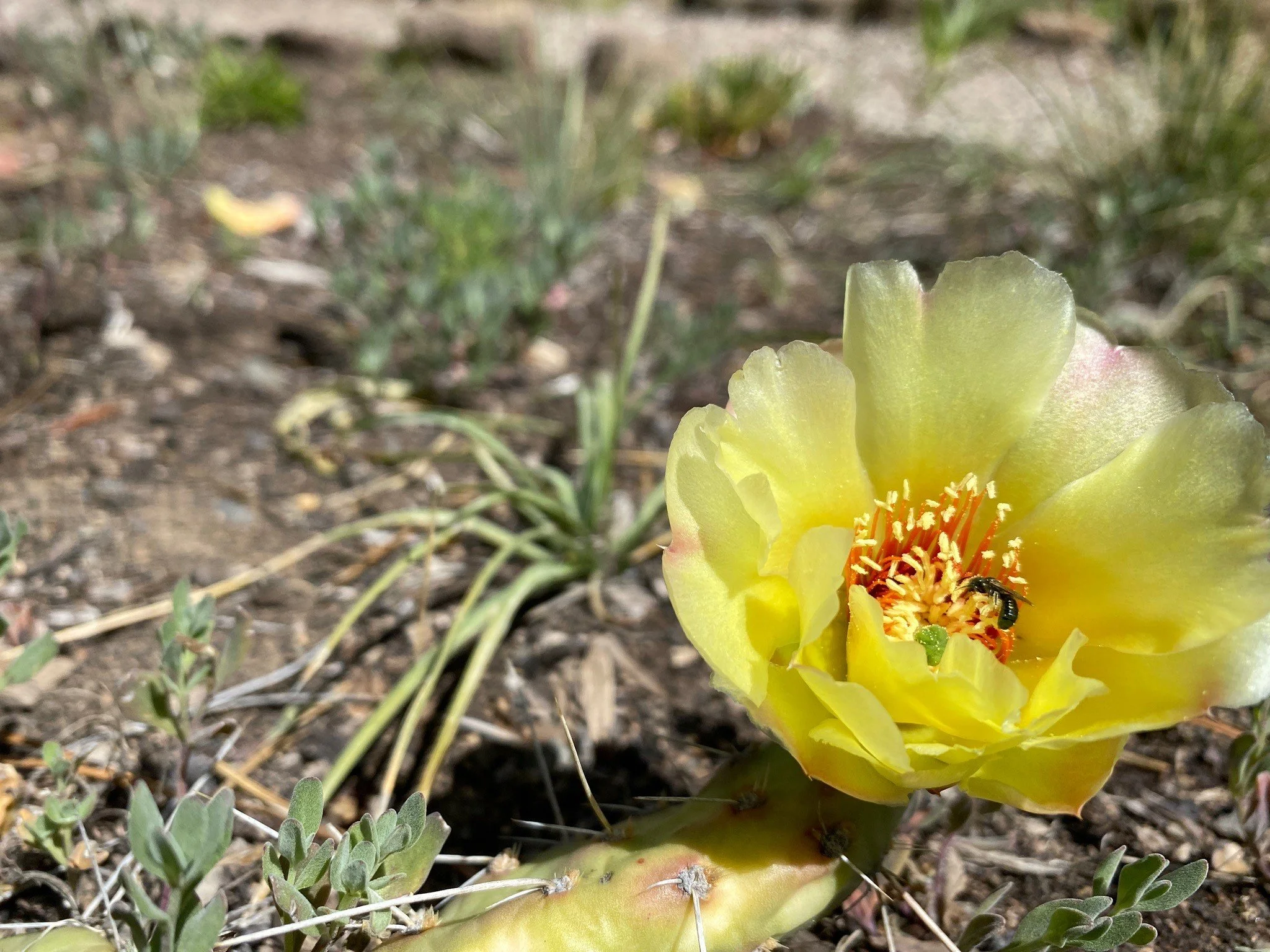 Prickly Pear Bloom.jpg