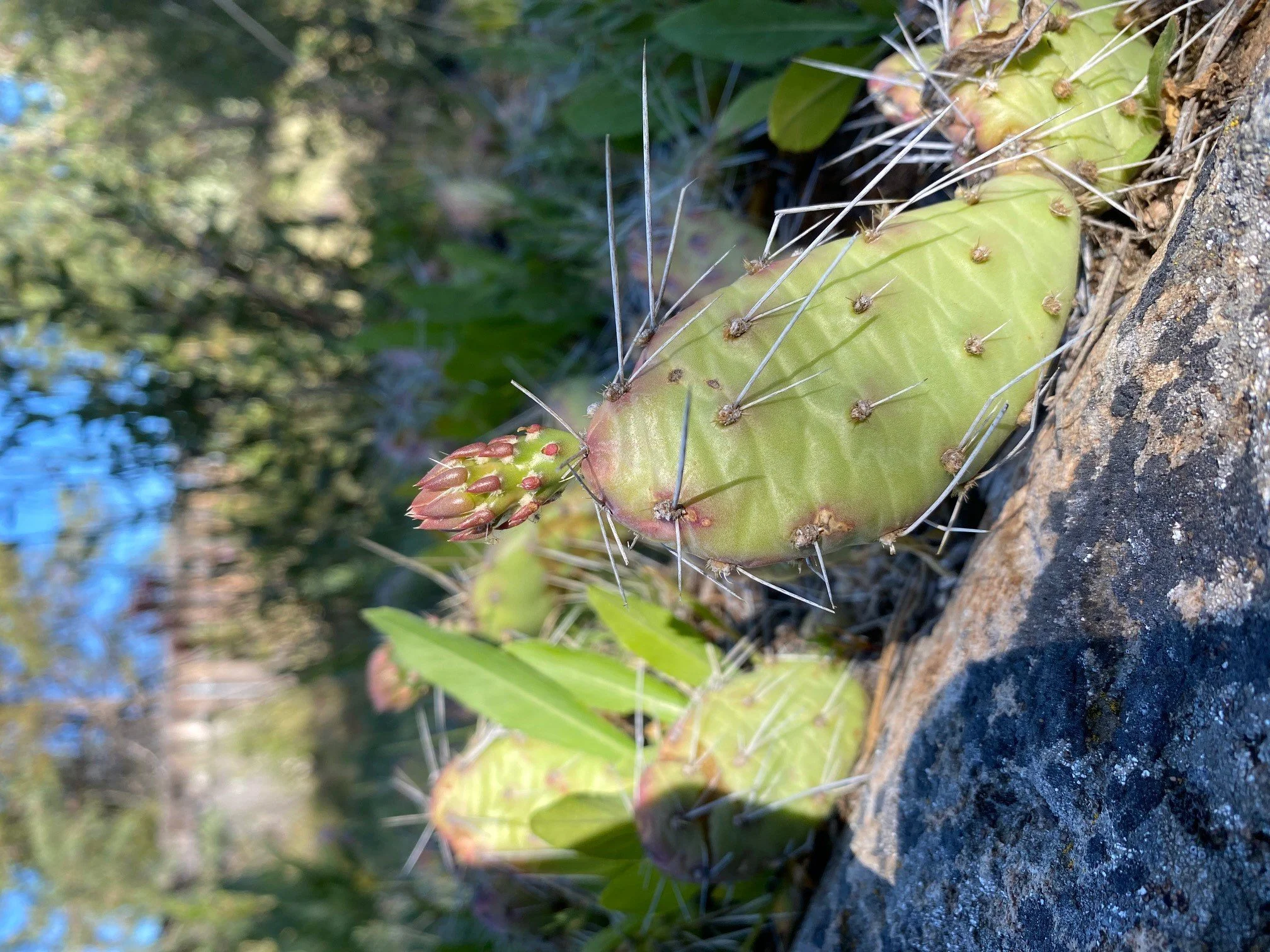 Prickly Pear.jpg