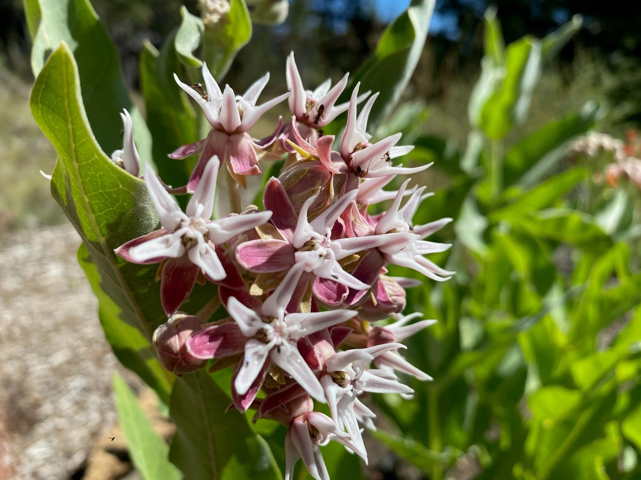 Milkweed.jpg