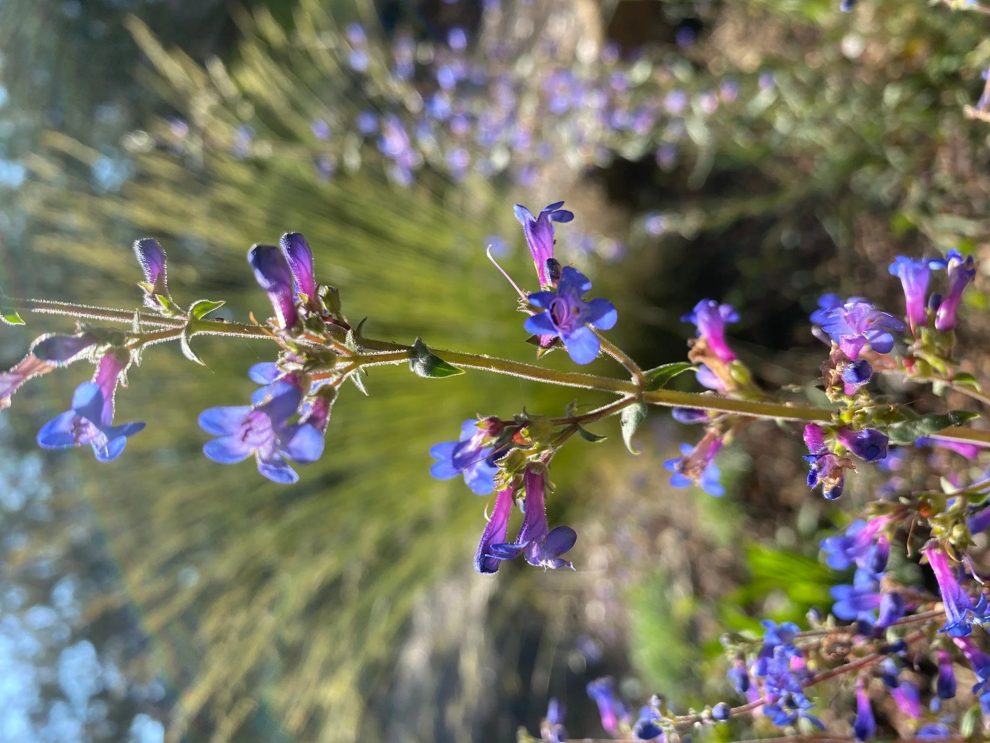 Lowly Penstemon.jpg