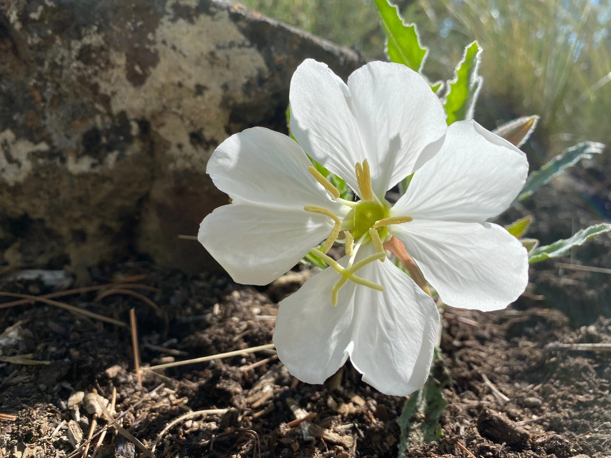 Desert Primrose.jpg