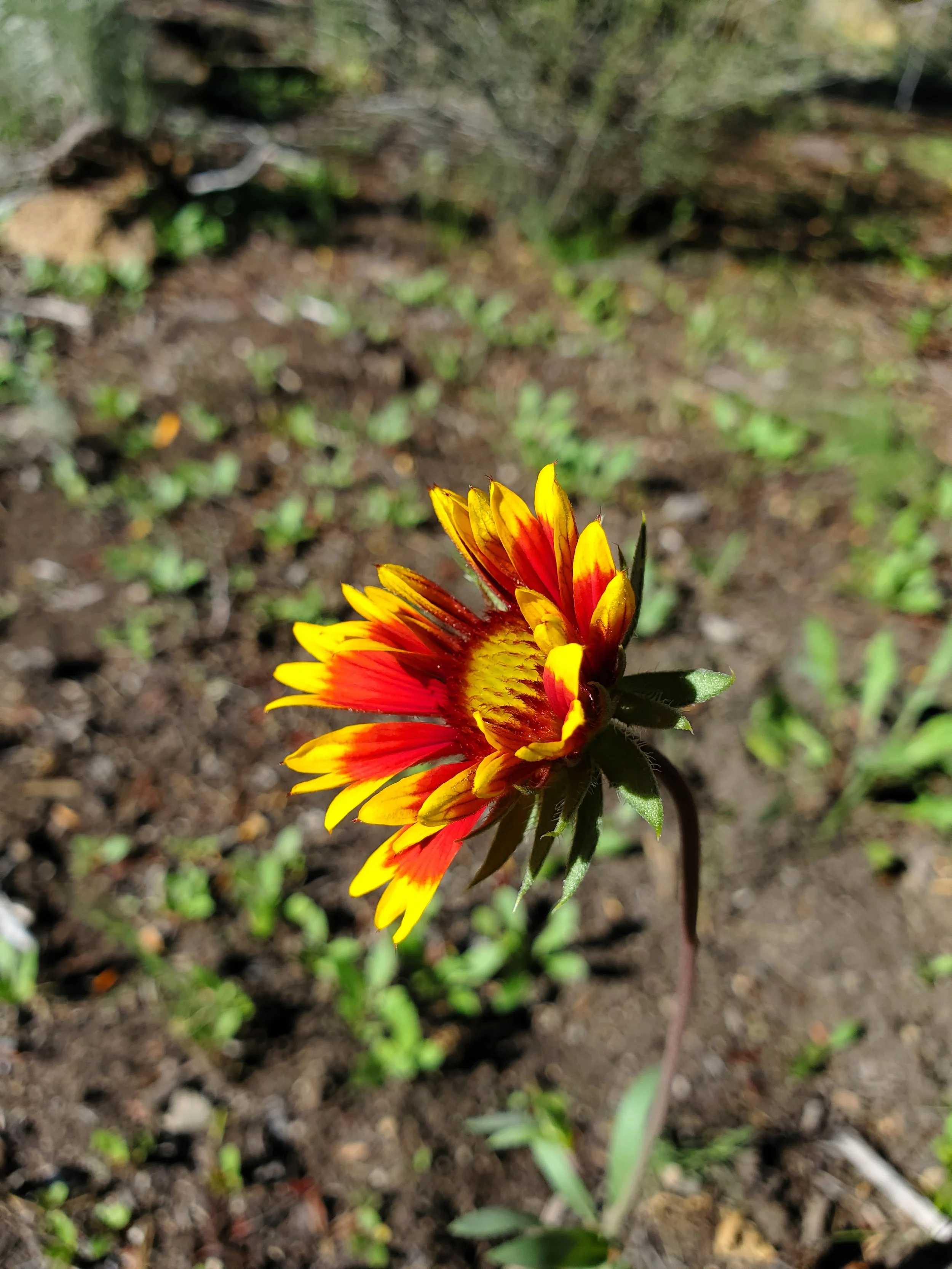 Blanketflower.jpg