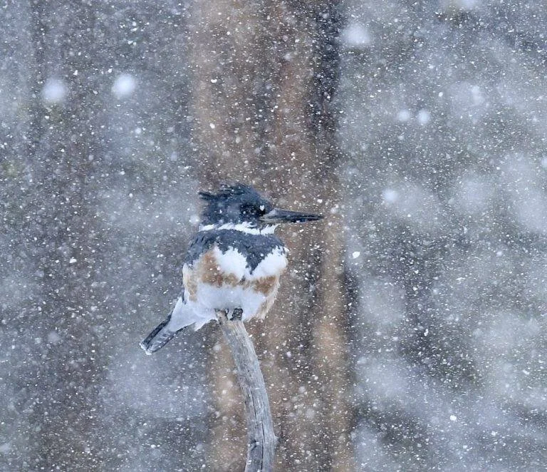 Belted Kingfisher 2.jpeg