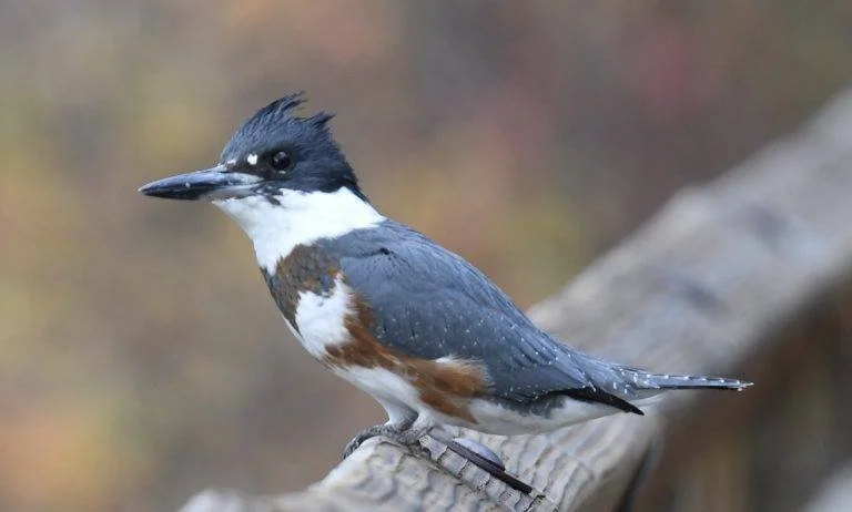 Belted Kingfisher 6.jpeg