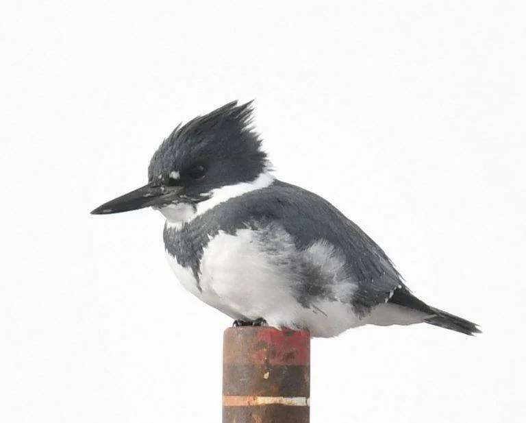 Belted Kingfisher 11.jpeg