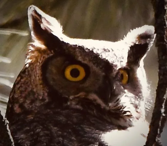 Great Horned Owl 2.jpeg