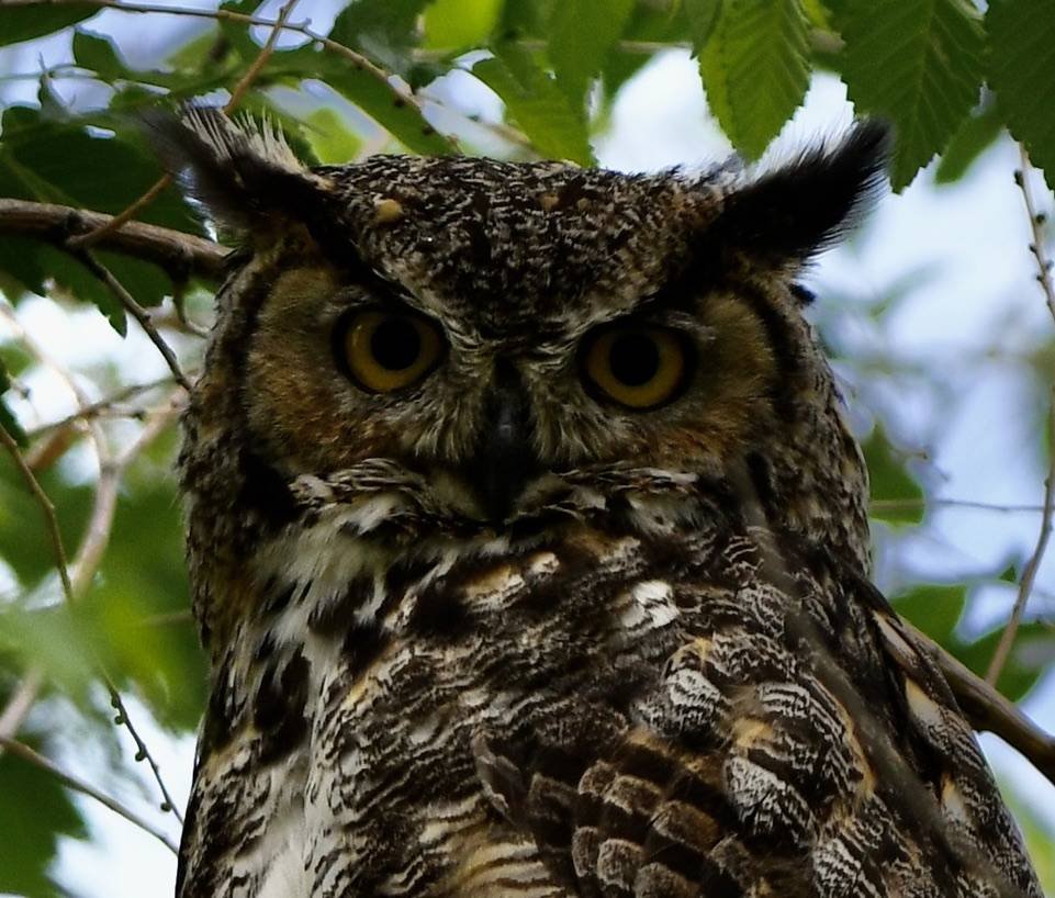 Great Horned Owl 1.jpeg