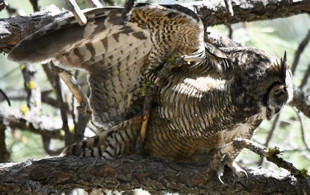 Great Horned Owl 3.jpeg