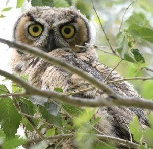 Great Horned Owl 5.jpeg