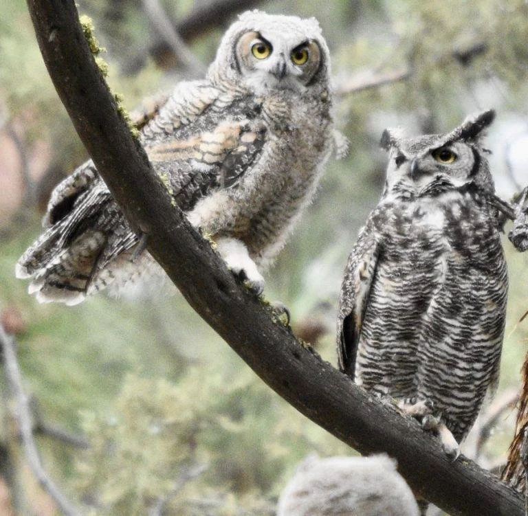 Great Horned Owl 6.jpeg