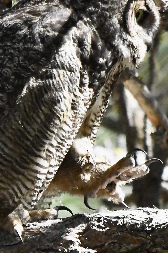 Great Horned Owl 7.jpeg