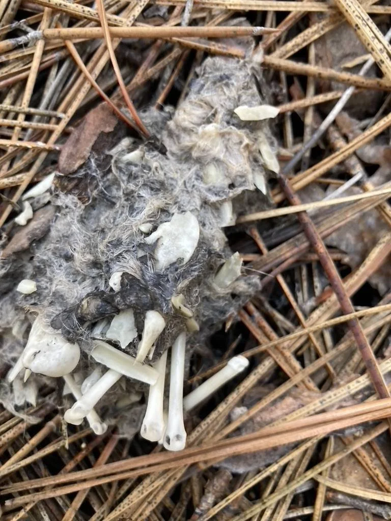 Great Horned Owl 8.jpeg