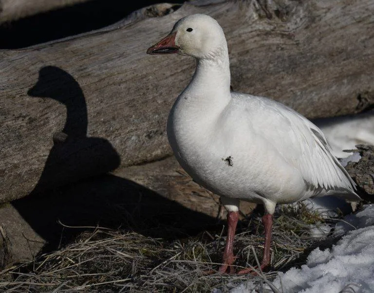 Adult-Snow-Goose-near-Nature-Center-in-February-2022-768x602.jpeg
