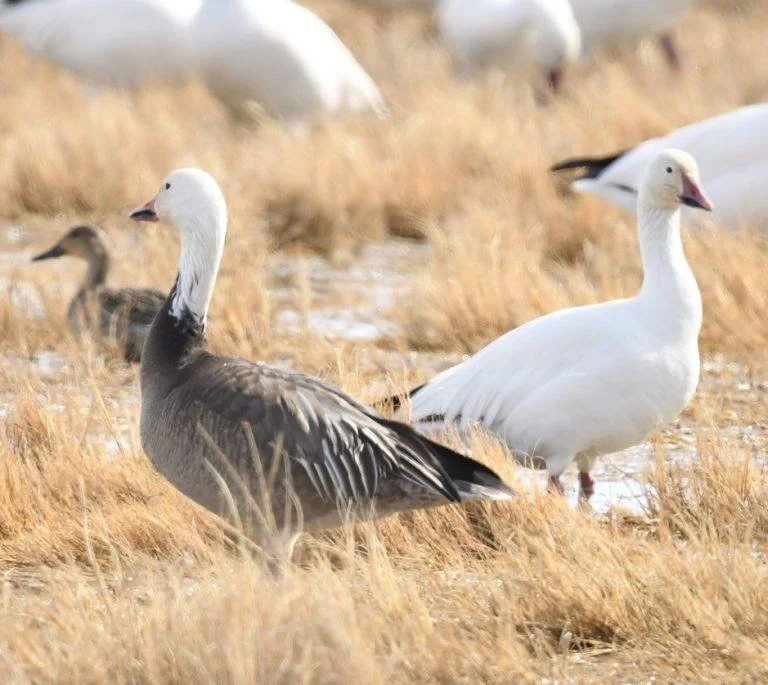 Blue-Morph-of-Snow-Goose-768x685.jpeg
