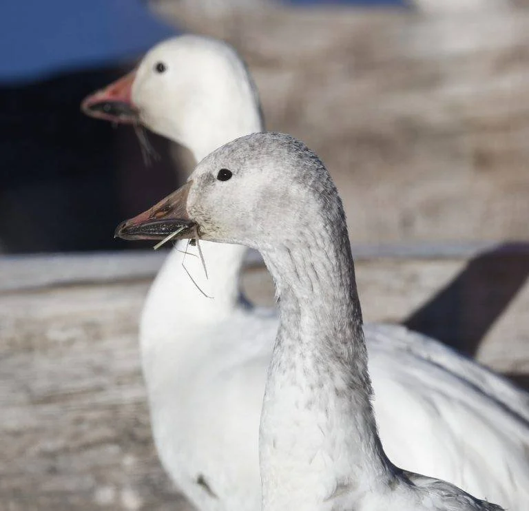 Pair-of-Snow-Geese-near-Nature-Center-768x742.jpeg
