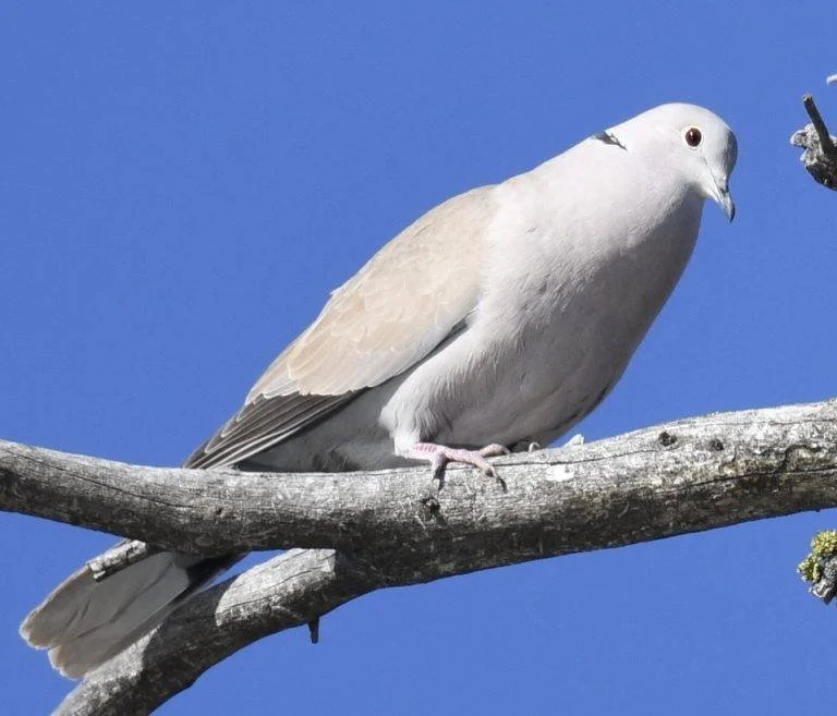 Eurasian-Collared-Dove-768x657.jpeg