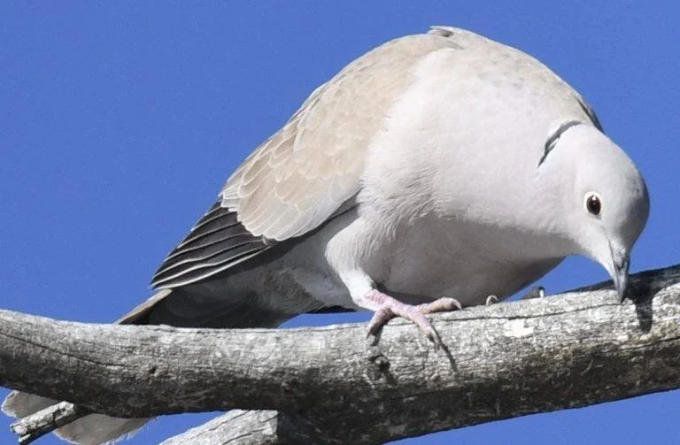 Eurasian-Collared-Dove-in-Sunriver-768x503.jpeg