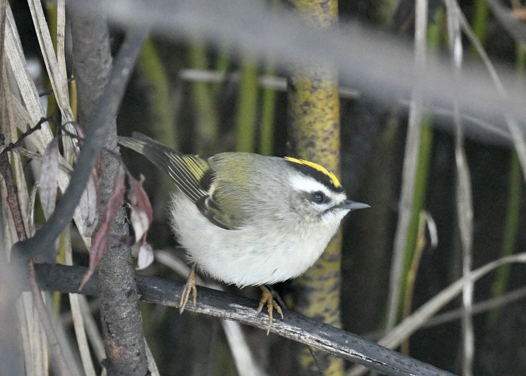 comparison gck 11.jpeg