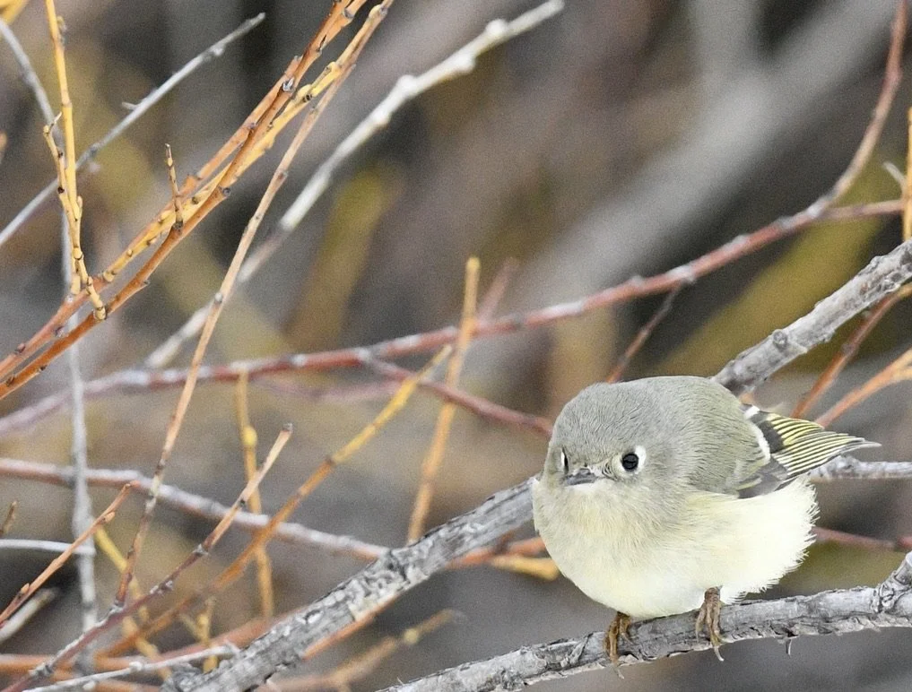 comparison rck 11a.jpeg