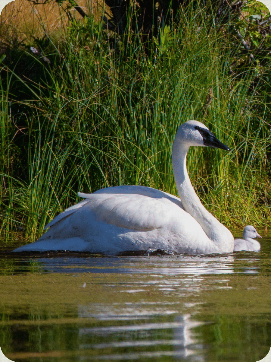 Trumpeteer Swans.png