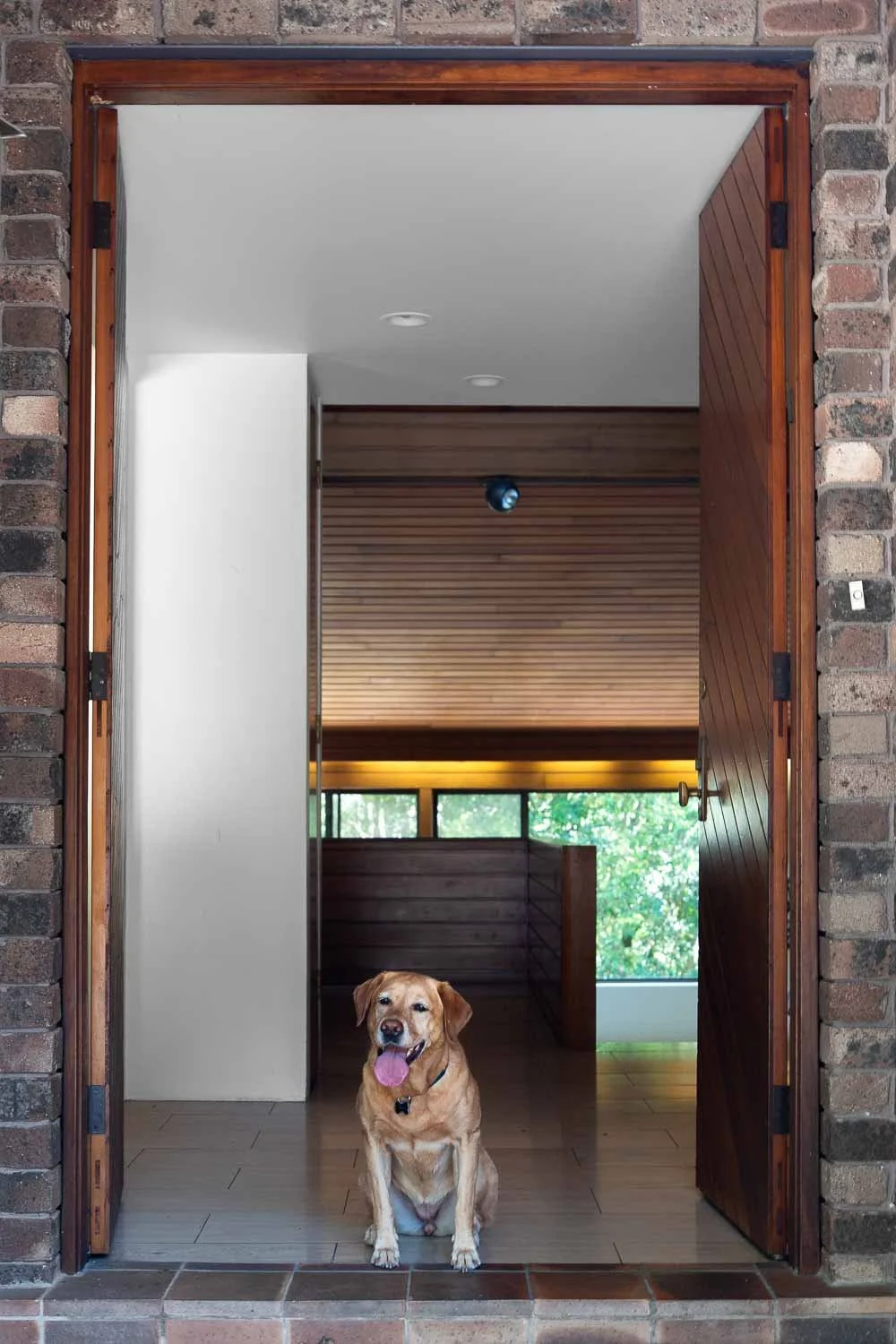 Labrador retriever sitting at an open doorway, indoors with wooden paneling, window, and lush green trees outside.