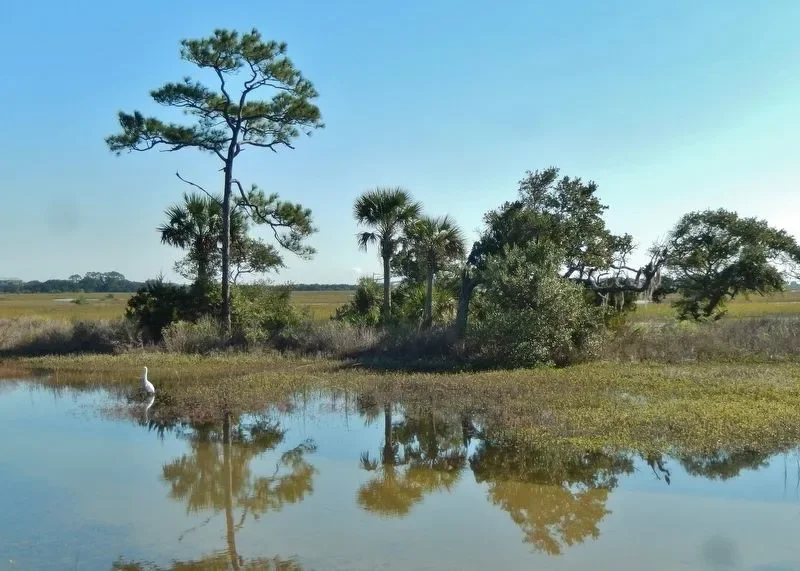 Solidarity with The Swamp