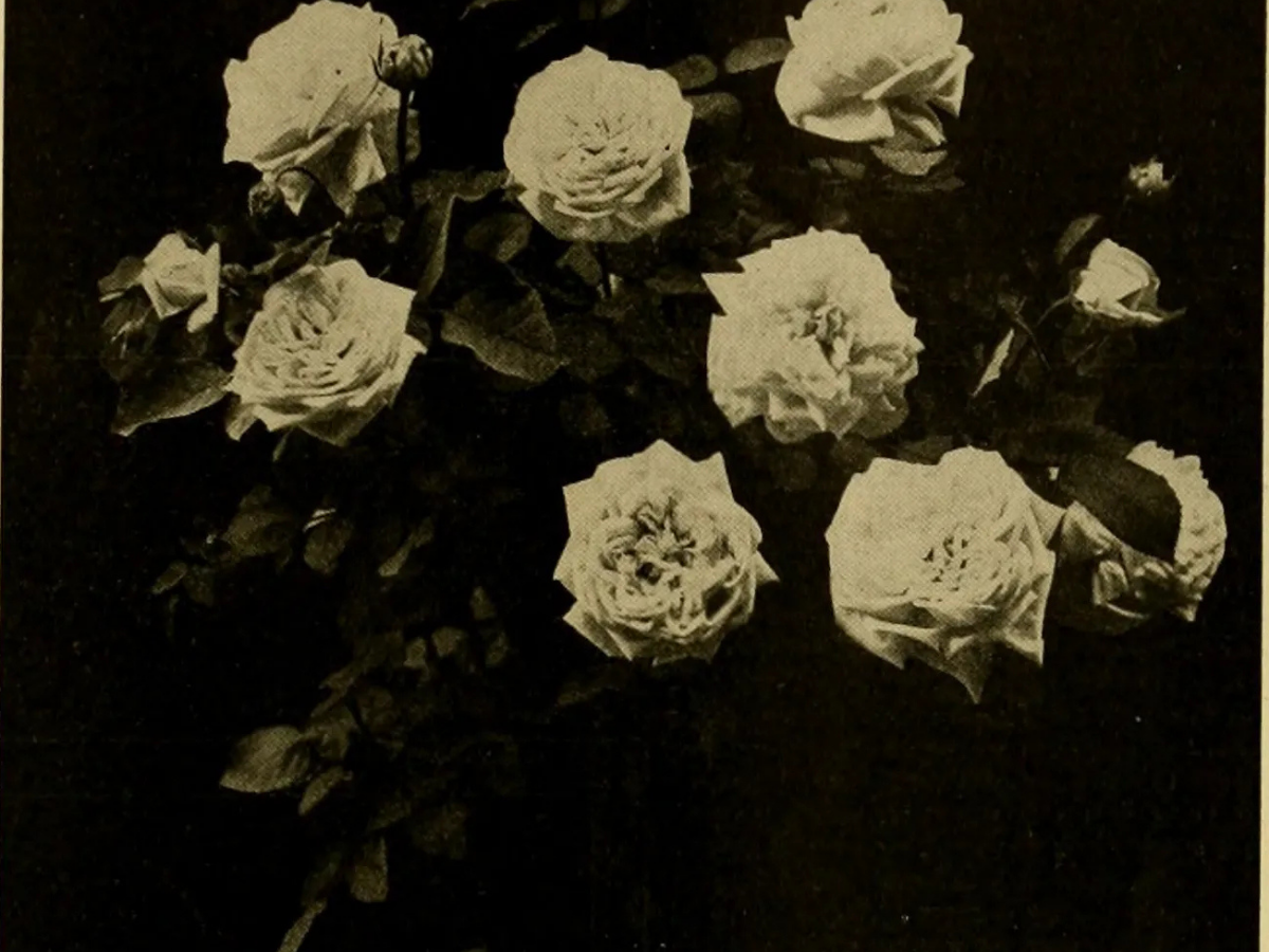 In Praise of the Herbal Mind Menders