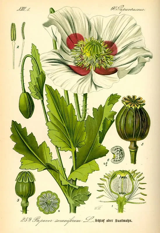 botanical illustration of the opium poppy, showing the red and white petals, seed pods, leaves, and other parts of the plant against a beige background.