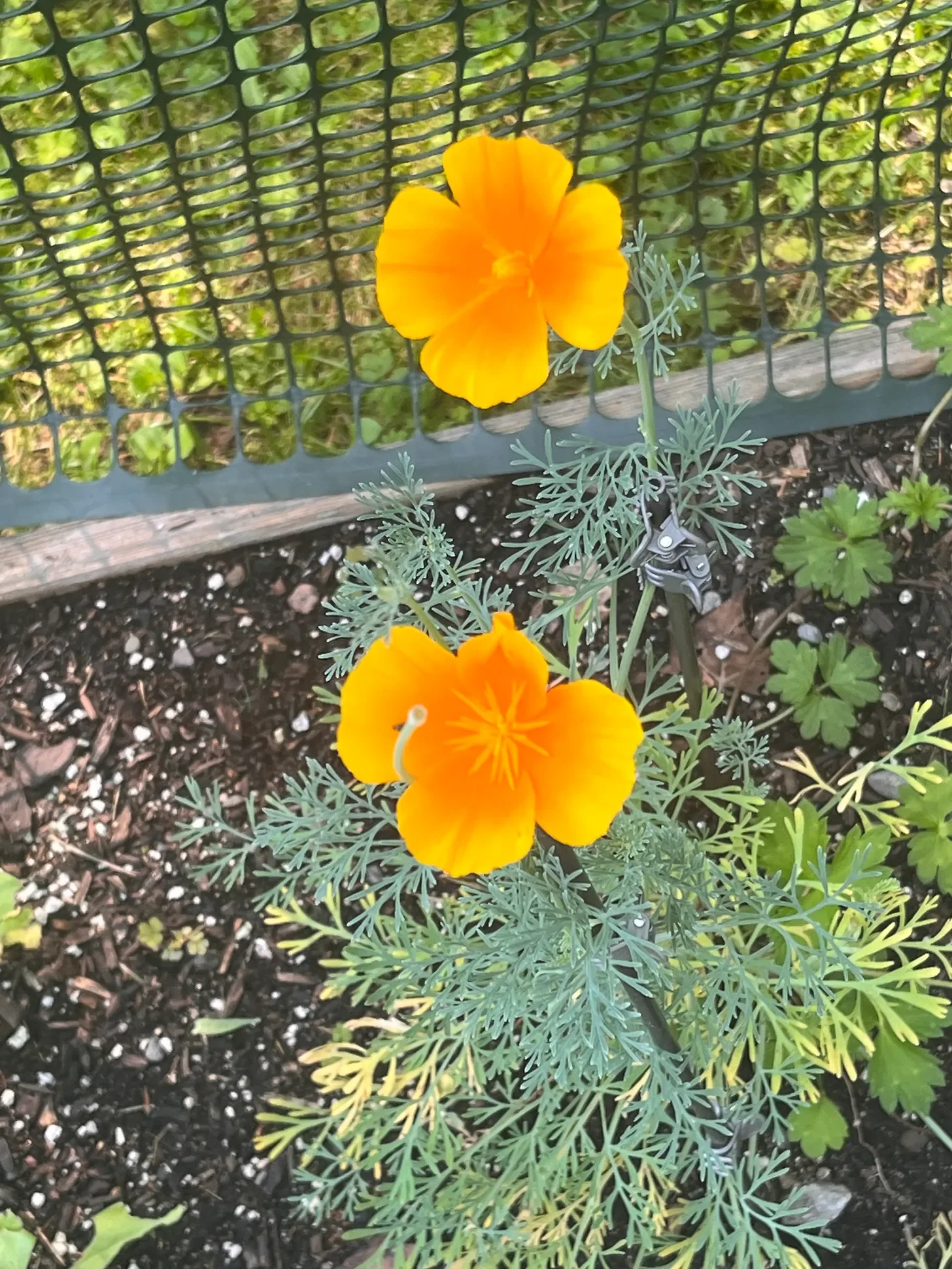image of two orange poppy flowers growing next to a mesh fence.