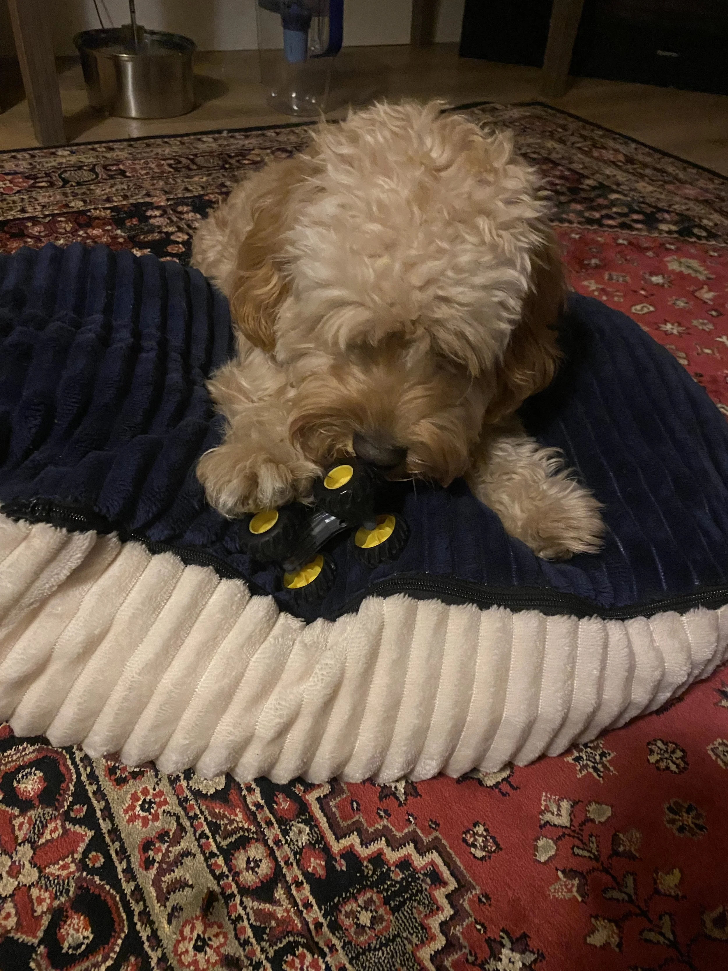 What I Didn’t Expect from This little dog….