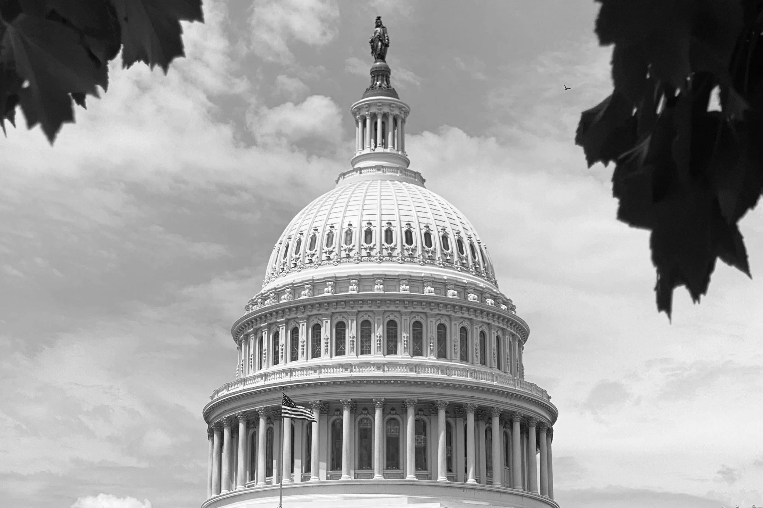 Black and white photo of the United States Capitol building with the statue of Freedom on top, framed by leaves in the foreground and a small American flag at the base.