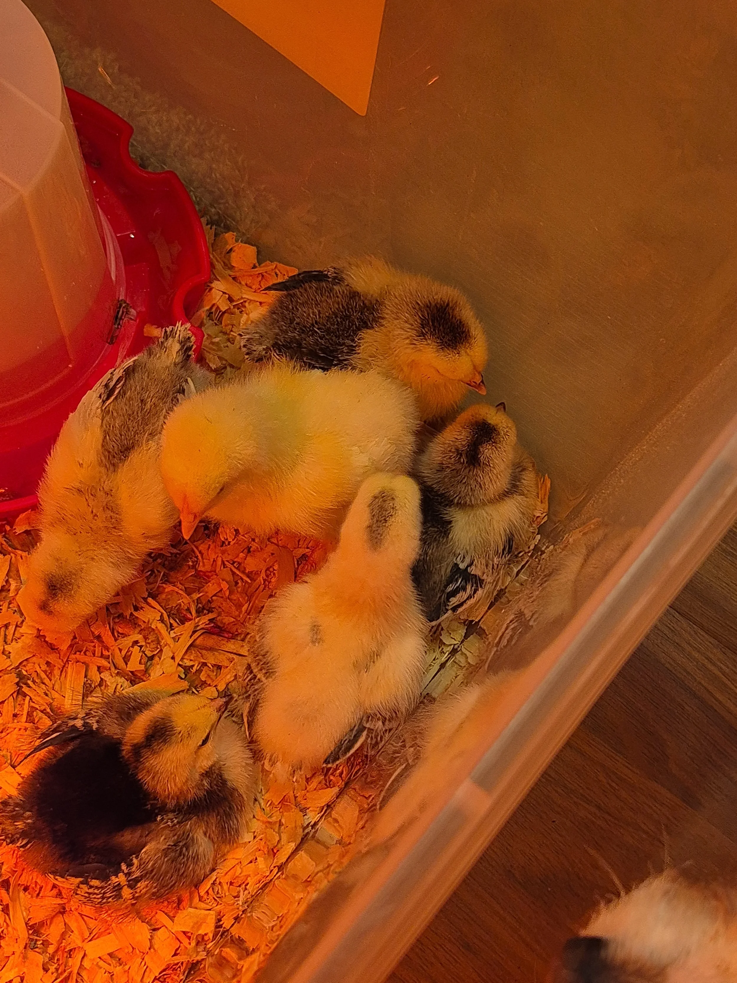 Peace, Love, and Chickens… Week One