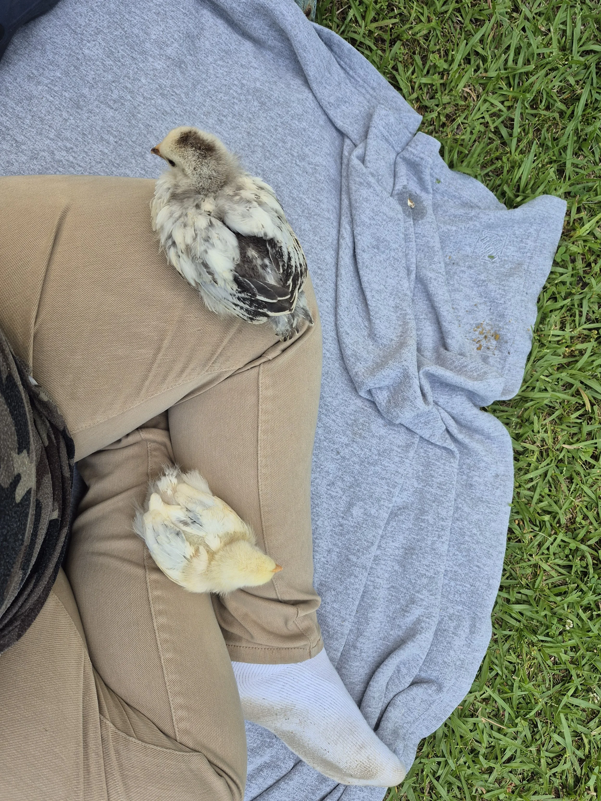 Peace, Love, and Chickens… Week 3