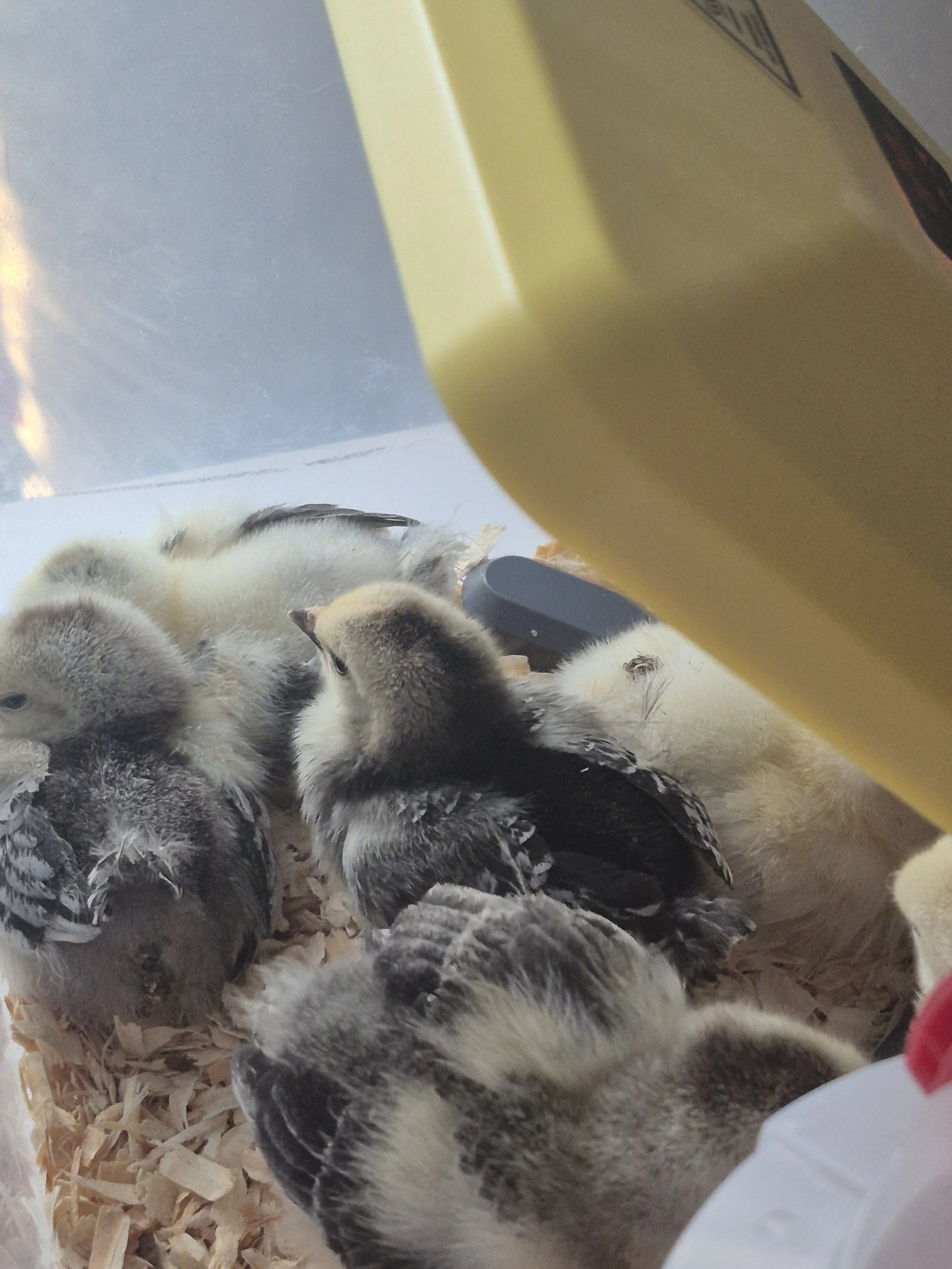Peace, Love, and Chickens