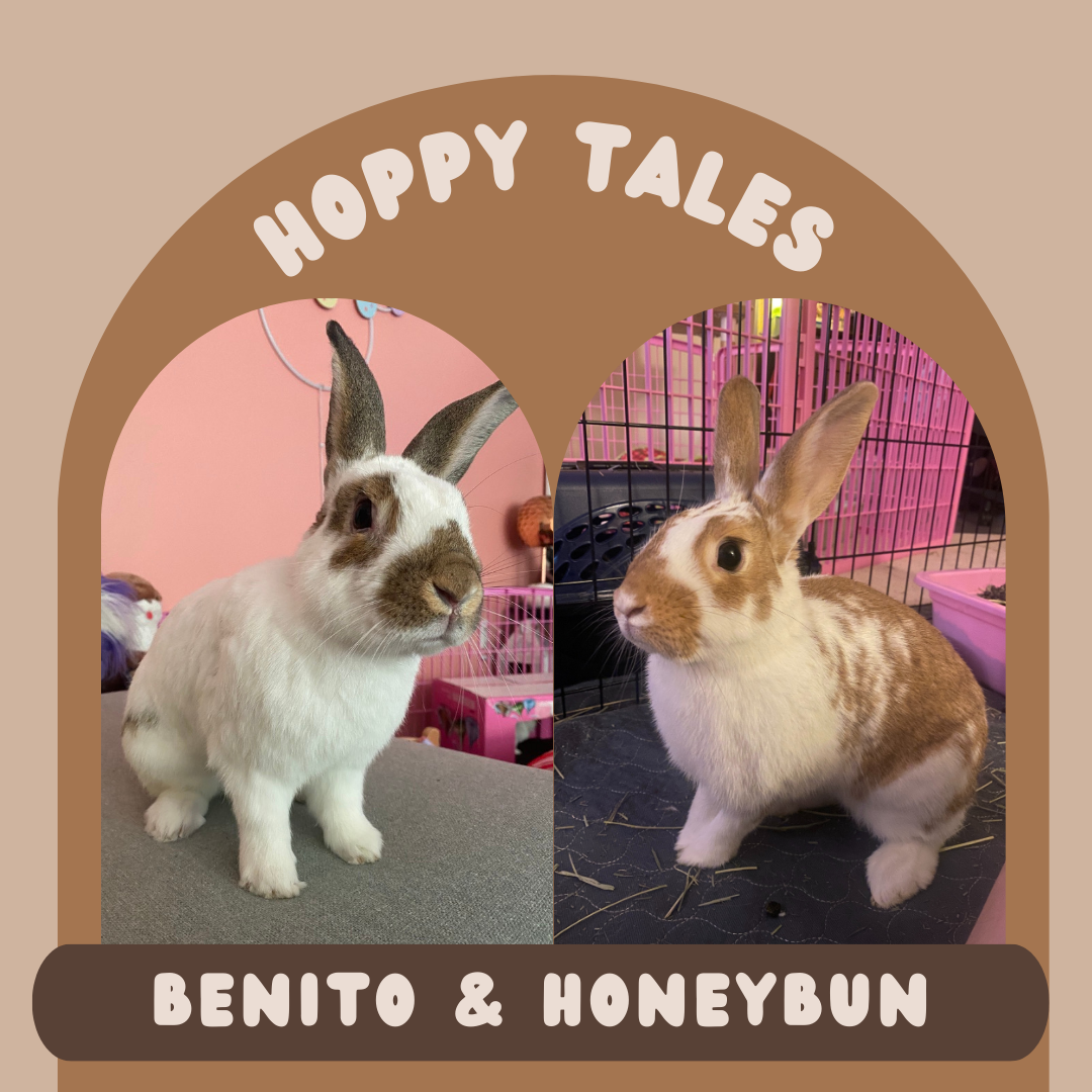 Hoppy Tales: Benito &amp; Honeybun