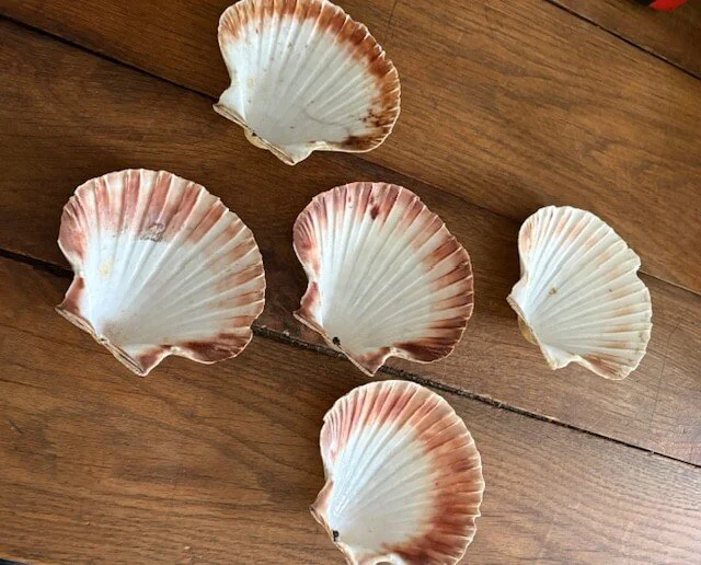 shell2.jpeg