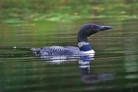 adk_loon.jpg
