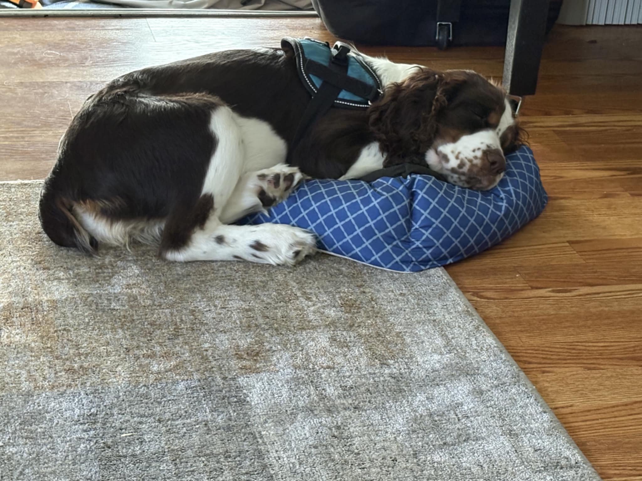 Dolly june pup 2.jpg