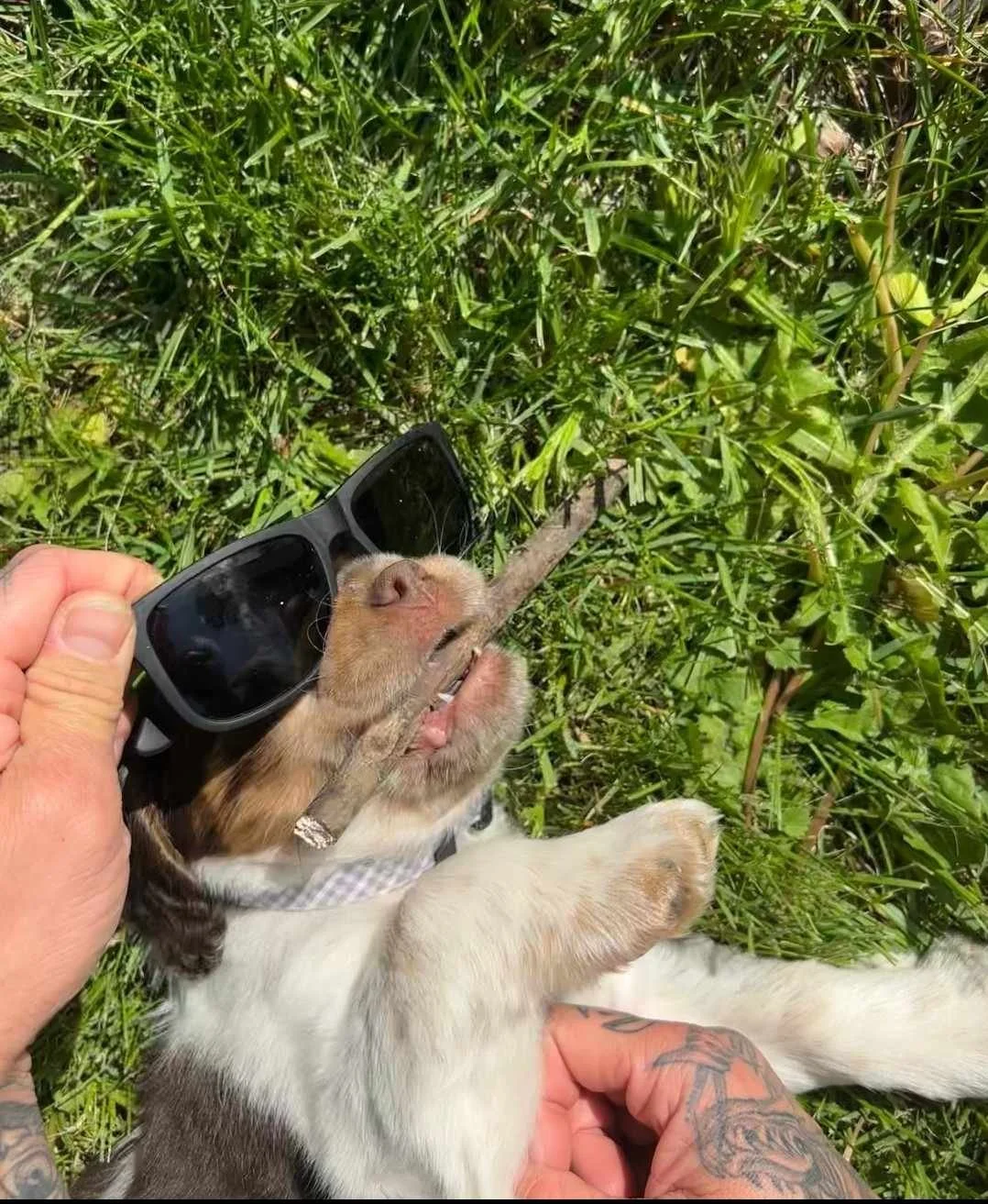 lUCY PUP JACKSON HOPPER.jpg