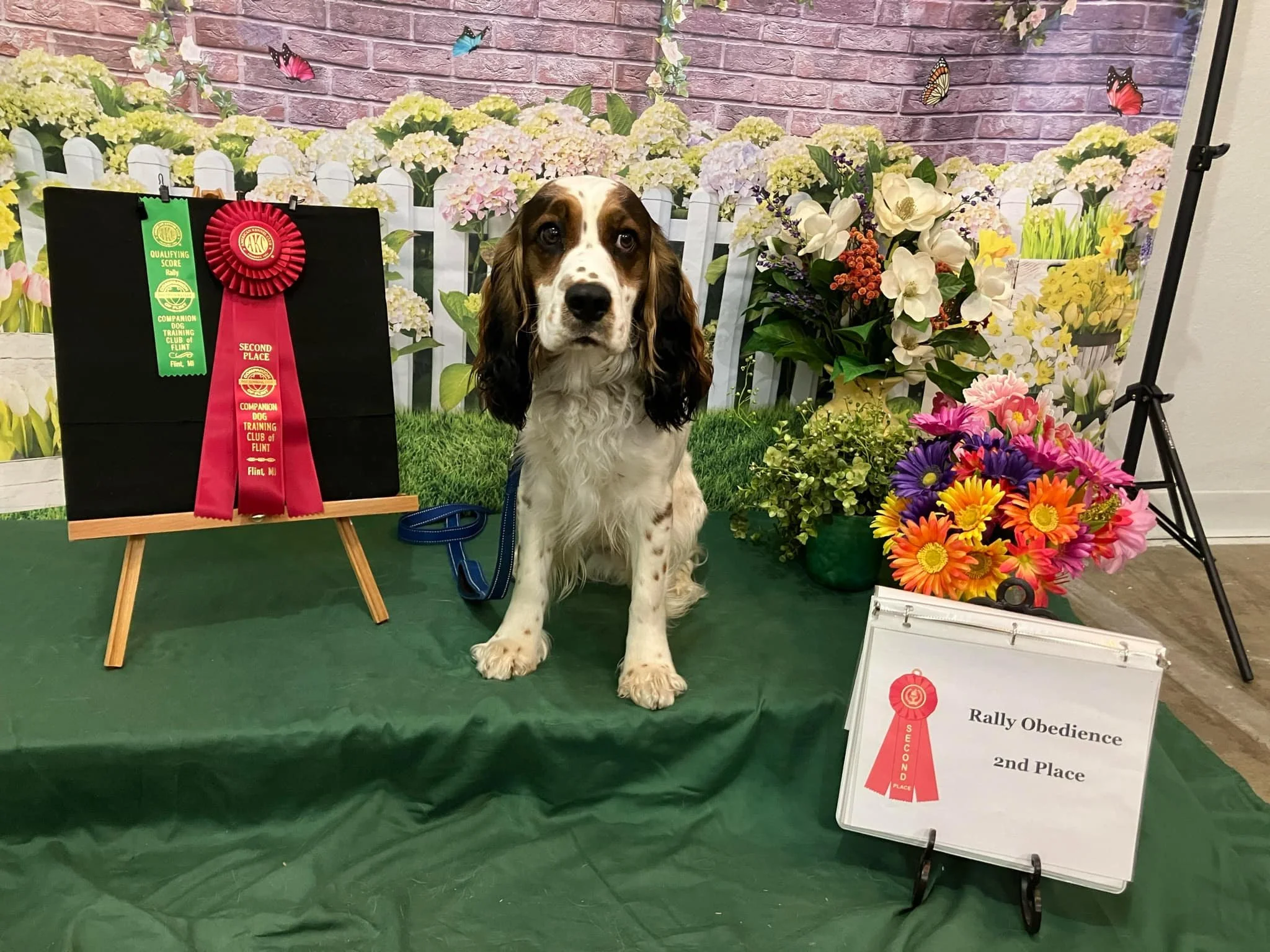 Wyatt Rally odedience.jpg