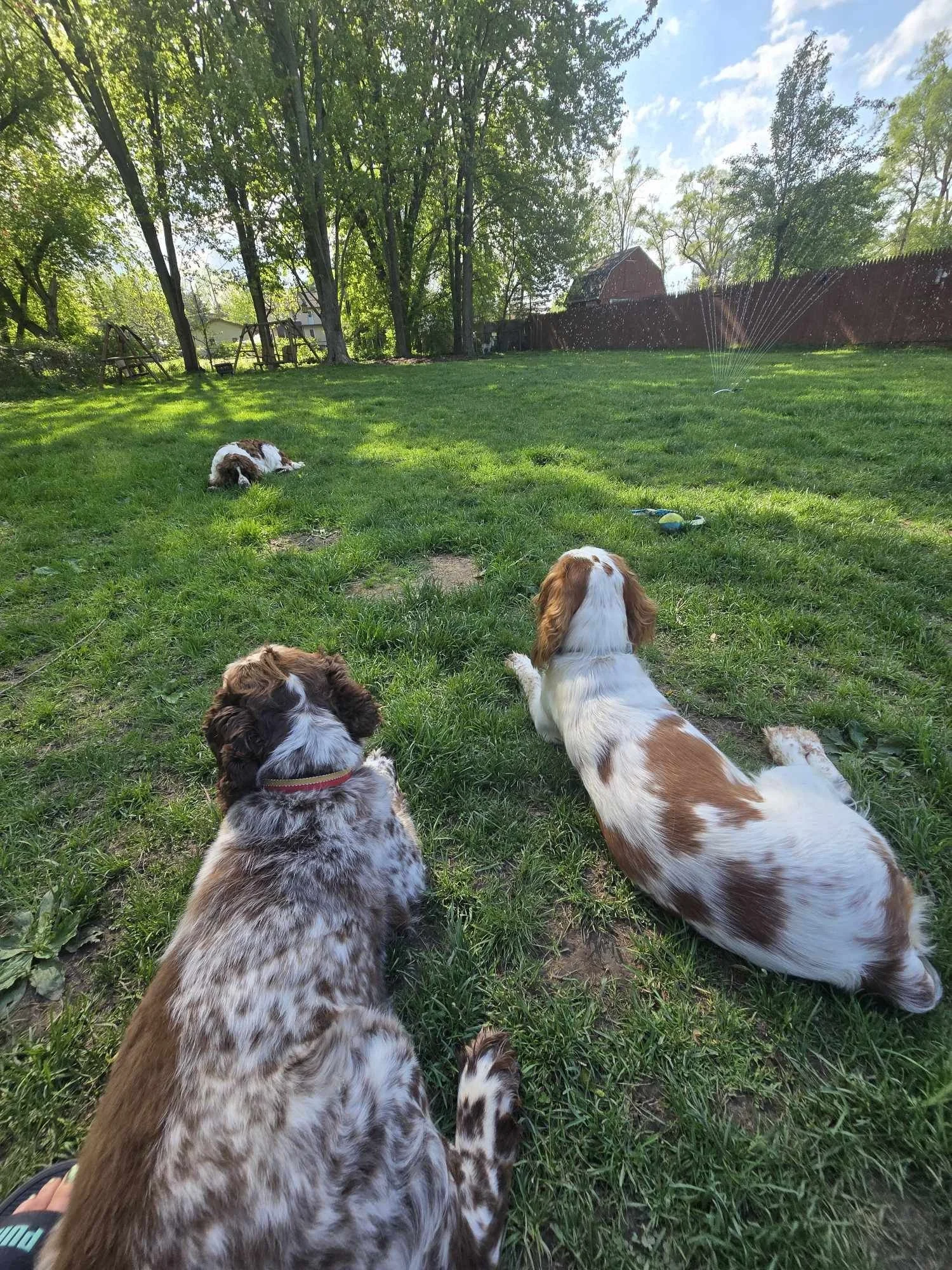 Backyard fun
