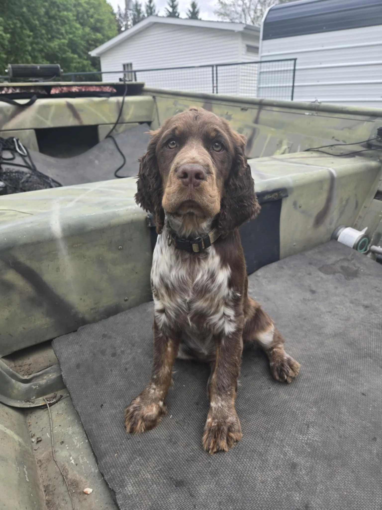 Nova is Ready for her boat ride 2025