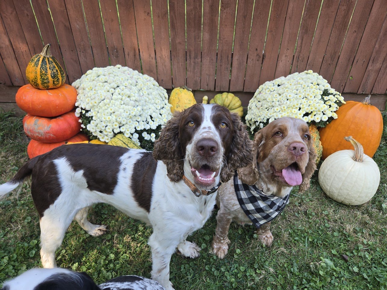 Sassy and lulu