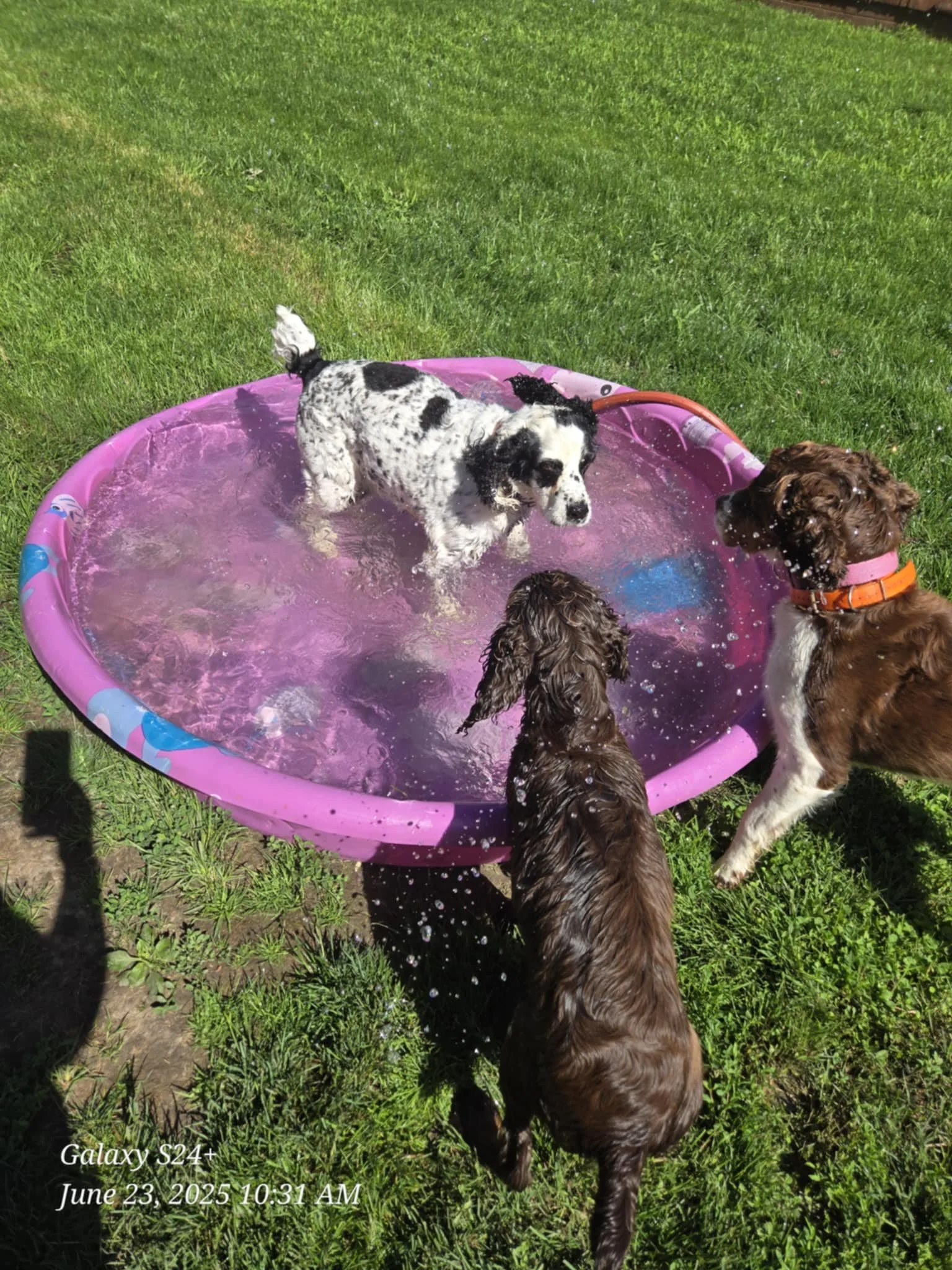 Pool fun