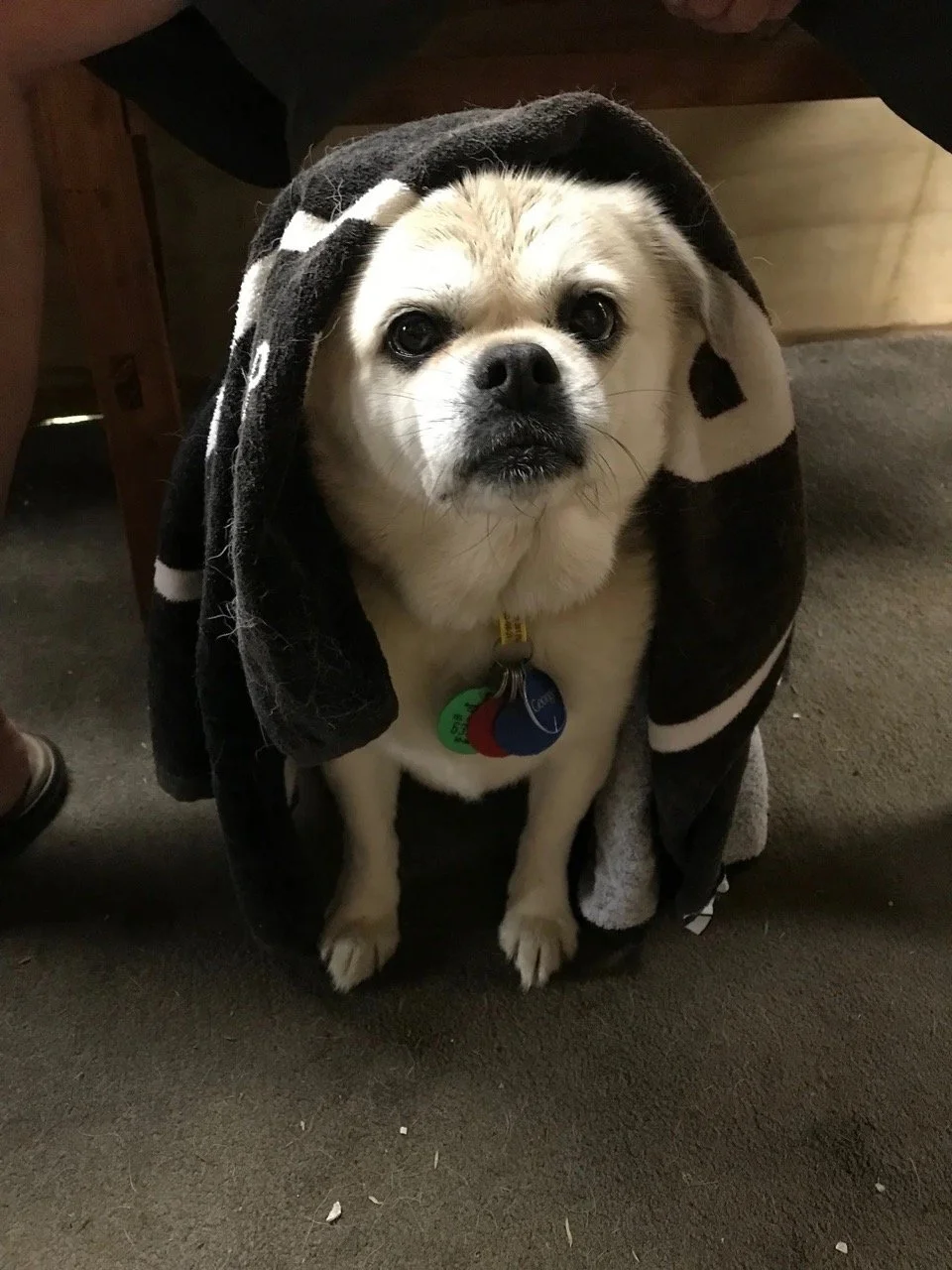 A small cream coloured pug/spaniel cross looks sweetly at camera with towel over his head