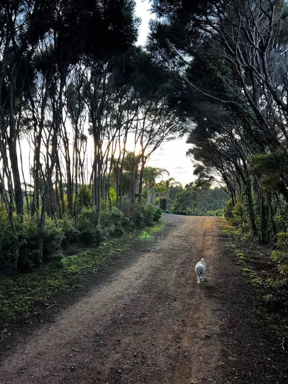 A small cream coloured pug/spaniel cross walks along a dirt road beneath tree canopy