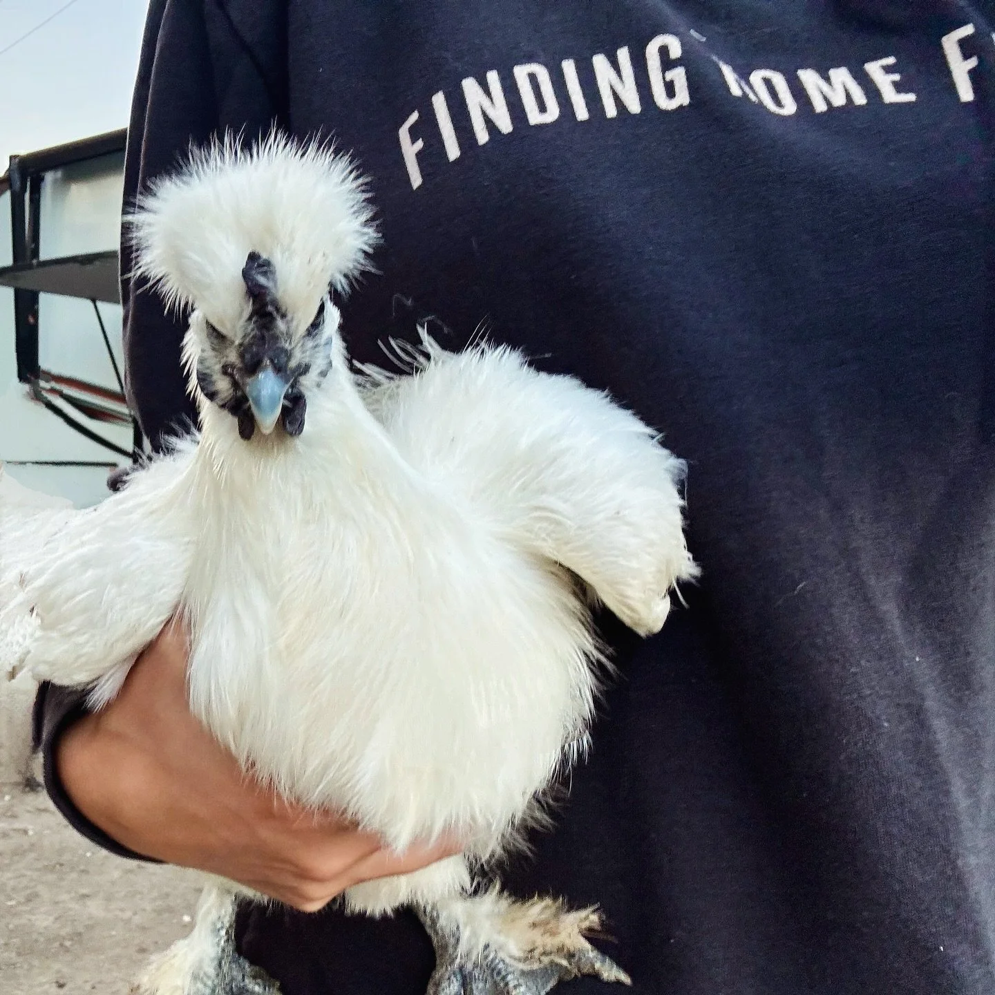 Want to hear something that is absolutely wild? Did you know that silkies have a genetic condition called fibromelanosis, which causes hyperpigmentation throughout their entire bodies &mdash; not just their skin? That means their skin, muscles, conne