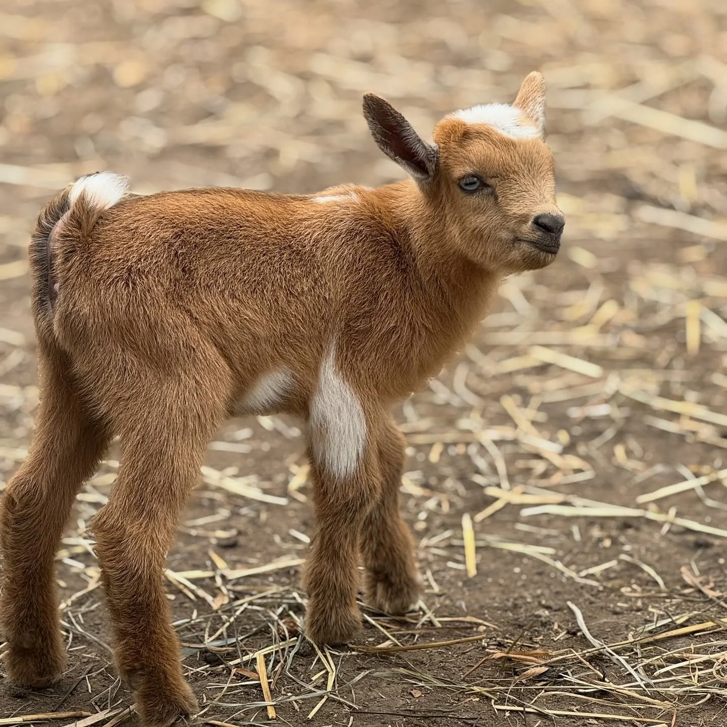 World&hellip;meet Churro! One of our two newest buckling babies! He&rsquo;s as handsome as it gets!